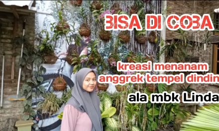 Bikin Dinding Makin Cantik! Ini Cara Menanam Anggrek Tempel