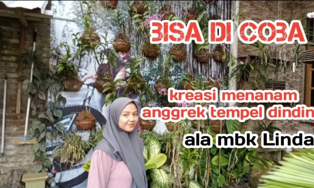 Bikin Dinding Makin Cantik! Ini Cara Menanam Anggrek Tempel