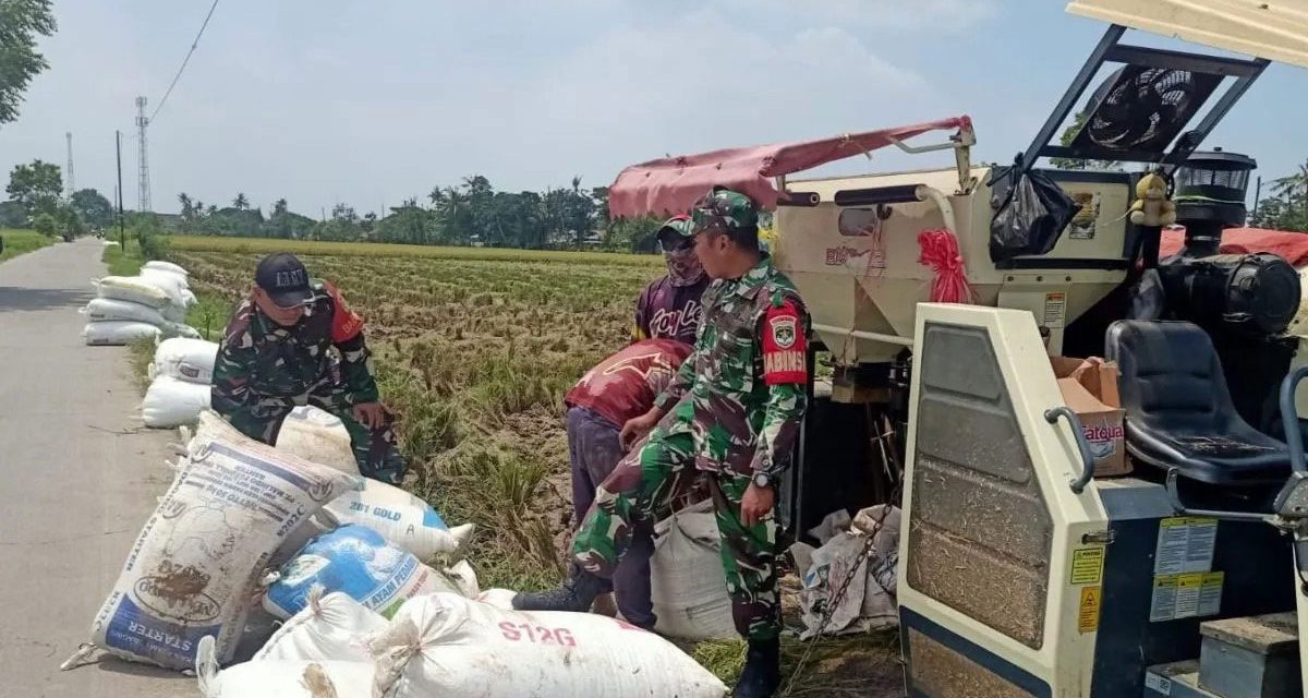 Gabah Petani Stabil Berkat Dukungan Dari TNI