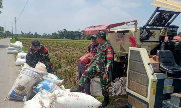 Gabah Petani Stabil Berkat Dukungan Dari TNI
