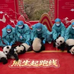 Momen Menggemaskan: Bayi Panda Sambut Tahun Baru Imlek