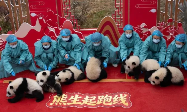 Momen Menggemaskan: Bayi Panda Sambut Tahun Baru Imlek