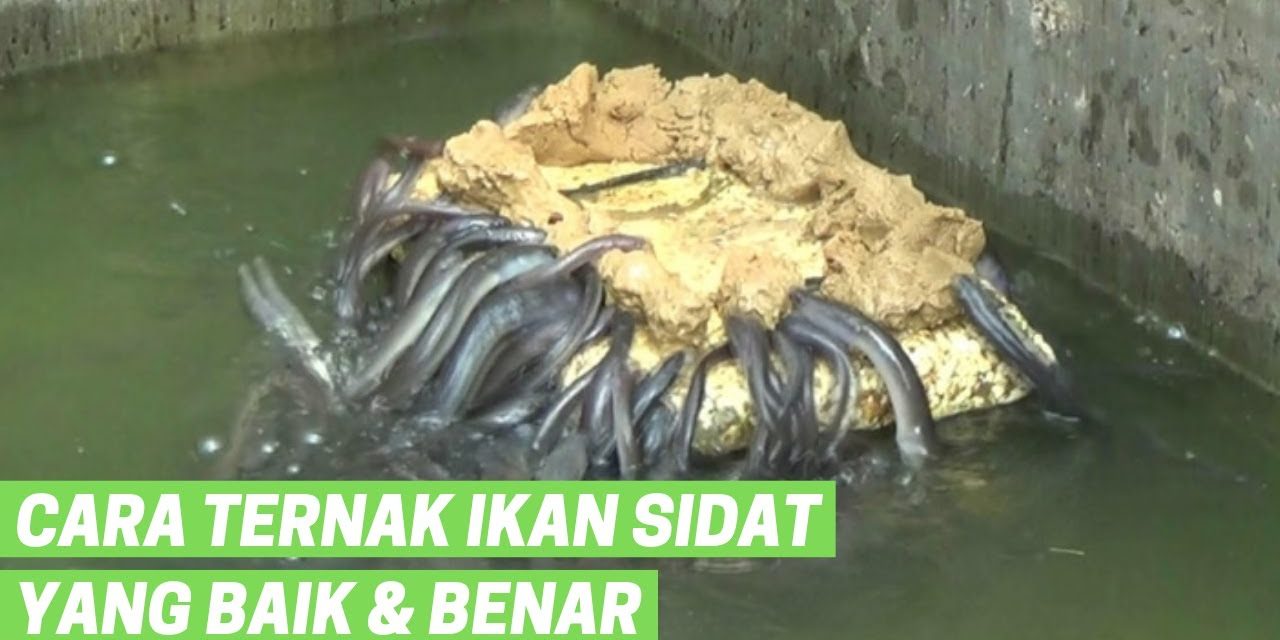 Peluang Cuan Dari Sidat: Panduan Budidaya Untuk Para Pemula