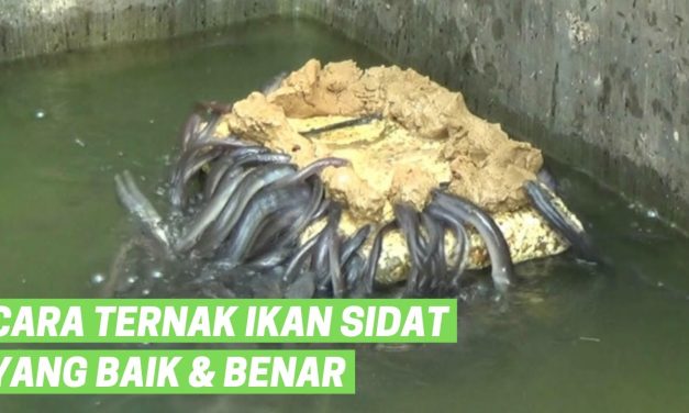 Peluang Cuan Dari Sidat: Panduan Budidaya Untuk Para Pemula