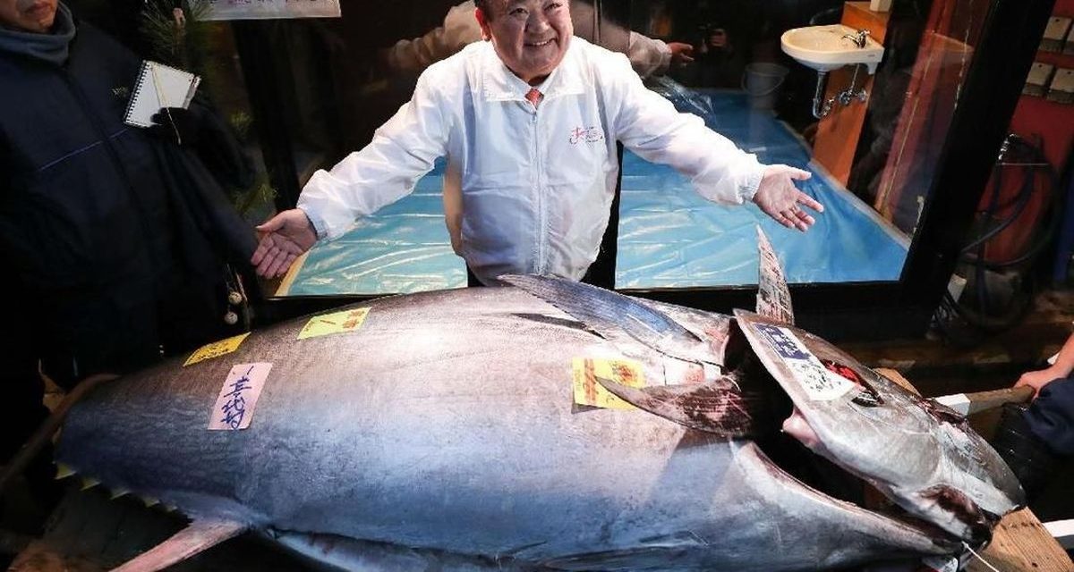 Mengintip Proses Lelang Tuna Sirip Biru Paling Bergengsi