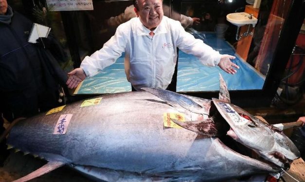 Mengintip Proses Lelang Tuna Sirip Biru Paling Bergengsi