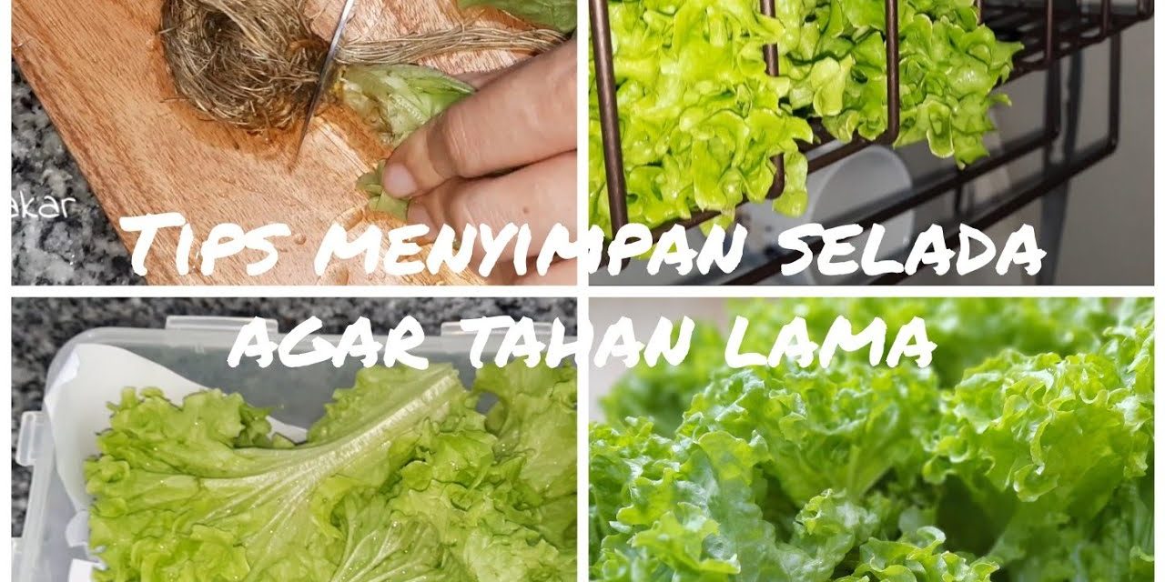 Tips Simpan Selada Agar Tetap Renyah 2 Minggu Di Kulkas