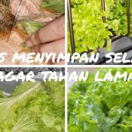 Tips Simpan Selada Agar Tetap Renyah 2 Minggu Di Kulkas