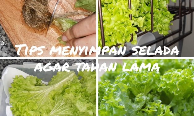 Tips Simpan Selada Agar Tetap Renyah 2 Minggu Di Kulkas