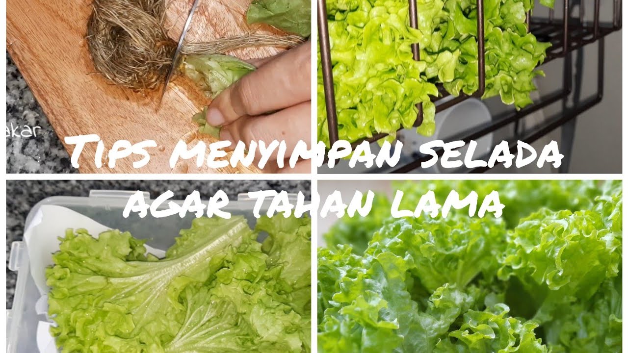 Tips Simpan Selada