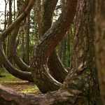 Hutan Bengkok Polandia Sebuah Hutan Purba Terakhir Di Eropa