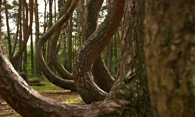 Hutan Bengkok Polandia Sebuah Hutan Purba Terakhir Di Eropa