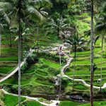 Eksplorasi Ubud Dari Sawah Terasing Hingga Kehidupan Spiritual