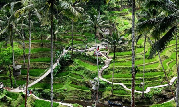 Eksplorasi Ubud Dari Sawah Terasing Hingga Kehidupan Spiritual